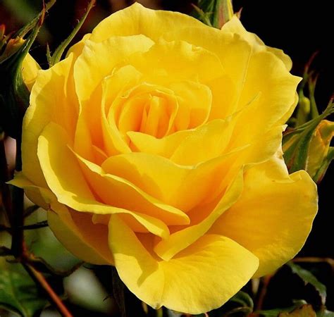 Yellow Bush Rose Rosa Hardy Zones 3 9 Double Flowers Shrub 5 Etsy