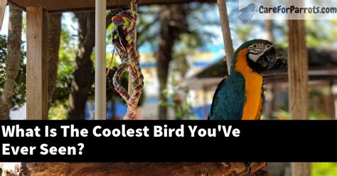 What Is The Coolest Bird Youve Ever Seen Care For Parrots