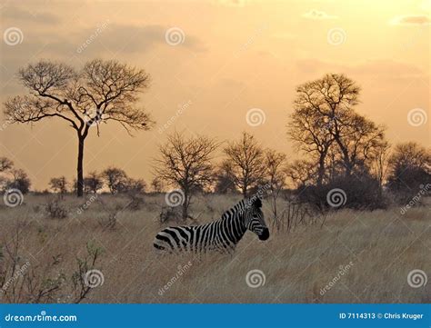 Sunset With Zebra In Africa Stock Image Image Of Golden National