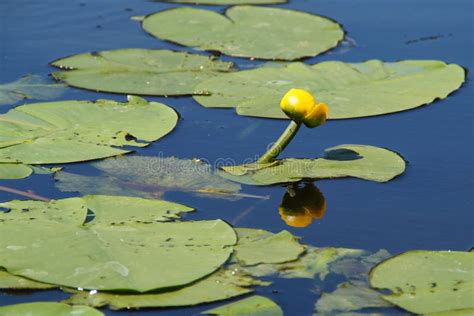 Yellow Water Lily Reflected In The Lake Water Stock Image Image Of
