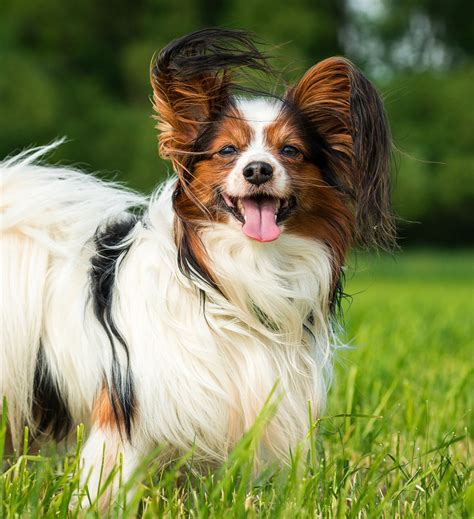 Papillon Dog Information Center Breed Traits And Care Guide