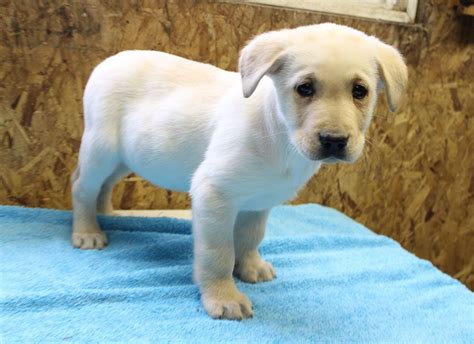 Central indiana labrador rescue & adoption's adoption process. Taylor - AKC Labrador Retriever puppy for sale at Spencerville, Indiana in 2020 | Labrador ...