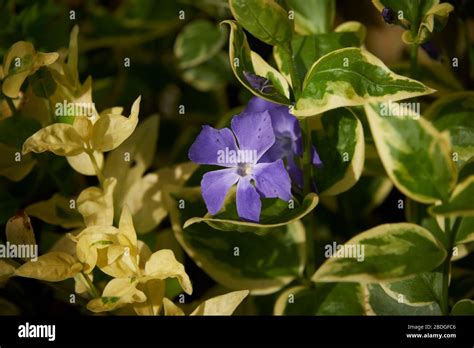 Periwinkle Plant With Purple Flowers Vinca Minor Lesser Periwinkle
