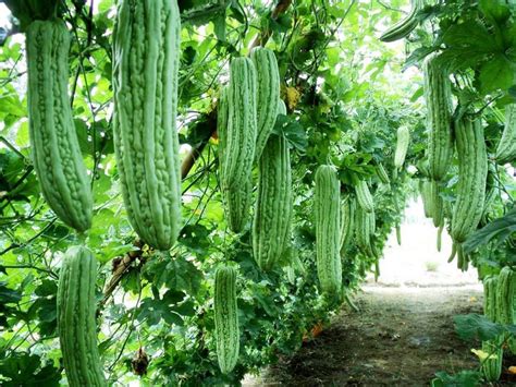 The art of germinating cannabis the first is lighting. Bitter Melon | Cactus plants, Plants, Vegetable garden