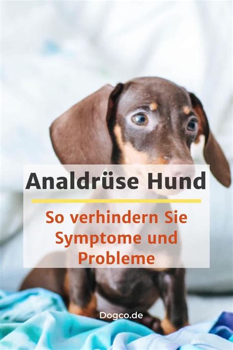 Analdrüse Hund Symptome Probleme Entzündung Mit Ausdrücken Verhindern Video In 2022 Hunde