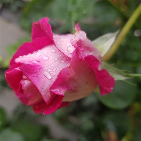 Rose Red Rosebud Free Photo On Pixabay Pixabay