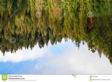 Abstract Autumn Pine Forest Reflection In River Stock Image Image Of