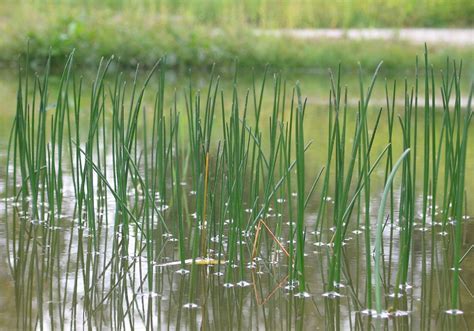 Water Grass Very Pure Fresh Water Wildlife Garden Johan Kocur Flickr