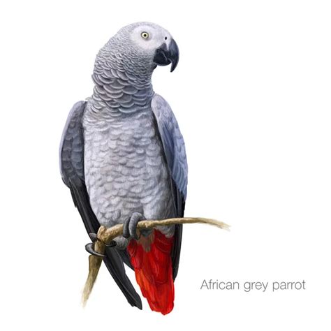 16 Amazon Grey Parrot Vector Images Amazon Grey Parrot Illustrations