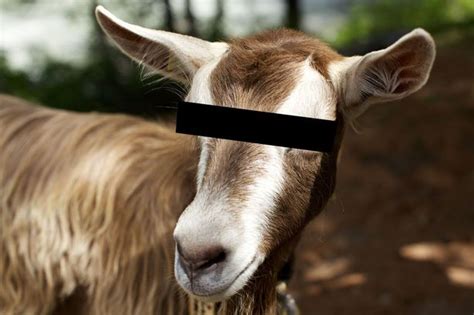 Man Arrested For Having Sex With Goat Admits Romps With