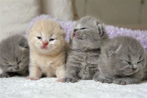 Brighten Your Day With These Adorable Kittens Waking Up From Slumber