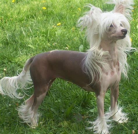 Everything About Your Chinese Crested Luv My Dogs