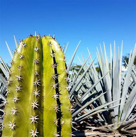 Green may be the most common of course, the cactus does have spikes too, but these are technically called spines. Entre cactus y agaves... #Tequila #Jalisco | Instagram ...