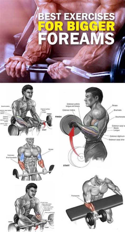 Exercises For Your Forearms