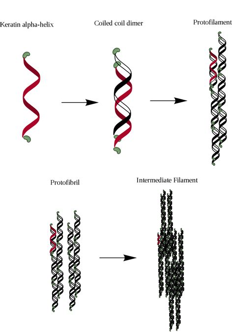 Explore a wide range of the best keratin protein on besides good quality brands, you'll also find plenty of discounts when you shop for keratin protein. Alpha-keratin - Wikipedia
