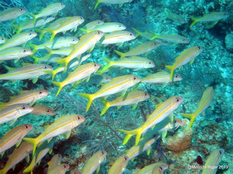 Bahamas Reef Fish 53 Yellow Goatfish Rolling Harbour Abaco