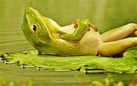 Free Download Lounging Frog Best Funny Wallpapers Share This Free Funny