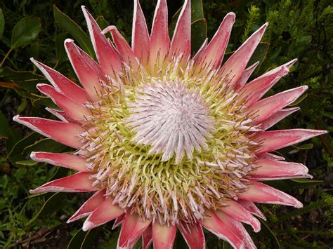 Peter Lovetts Ramblings King Of The Fynbos Protea Cynaroides South