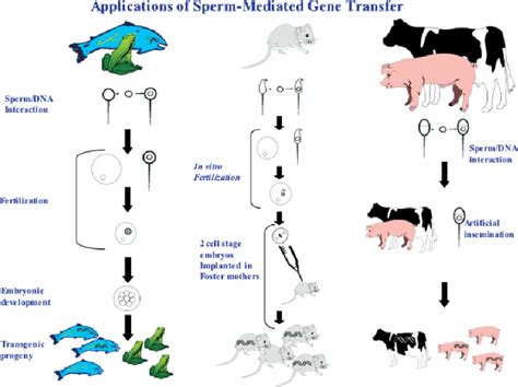 Routes To The Production Of Genetically Modified Animals Via Smgt