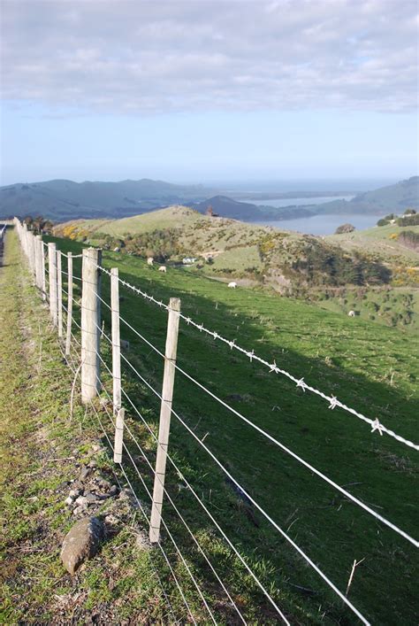 Sandfly Bay Otago Peninsula New Zealand Knba Flickr