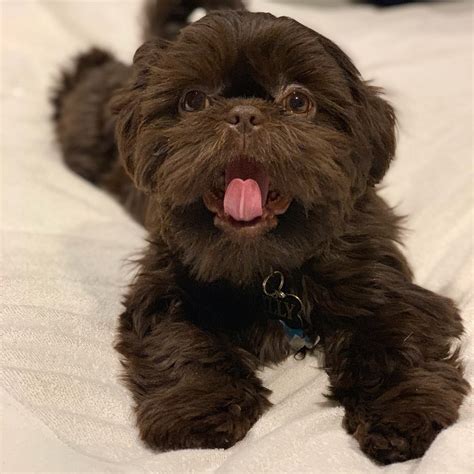 Originating in tibet, the shih tzu or lion dog is a descendent of its ancestor the lhasa apsos and a gift to the chinese emperors during the 7th century. Shih Tzu Puppies For Sale | Lynn, MA #295558 | Petzlover