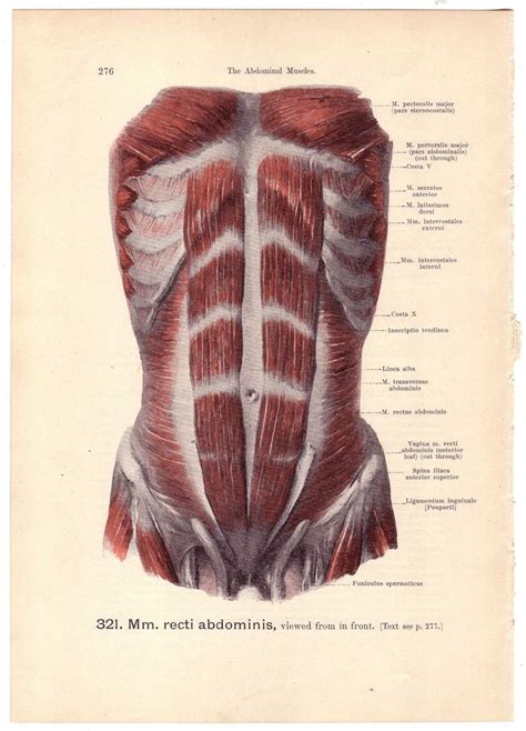 Chest muscles function in respiration while abdominal muscles function in torso movement and in maintenance of balance and posture. 56 besten Undead Sculpture References Bilder auf Pinterest | Menschliche anatomie, Gesundheit ...