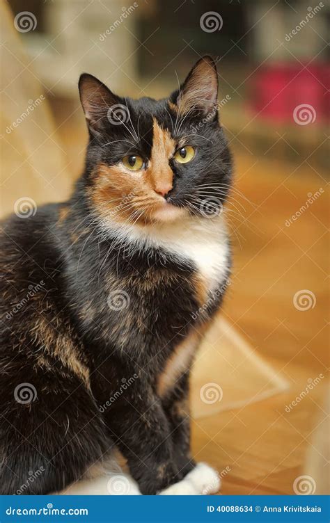 Tricolor Cat Stock Photo Image Of Face Animal Carved 40088634