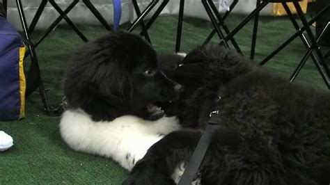 Newfoundland Puppy Fight Too Cute Youtube