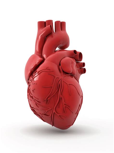 There are also a number of interesting facts for each organ. 5 Things You Never Knew About Your Heart | Trainer