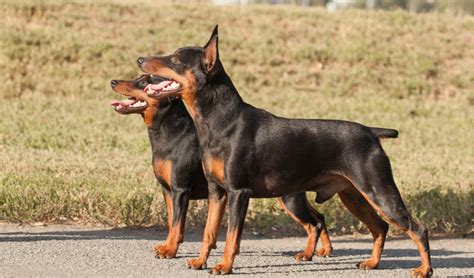 Miniature Pinscher Breed Facts And Information Petcoach