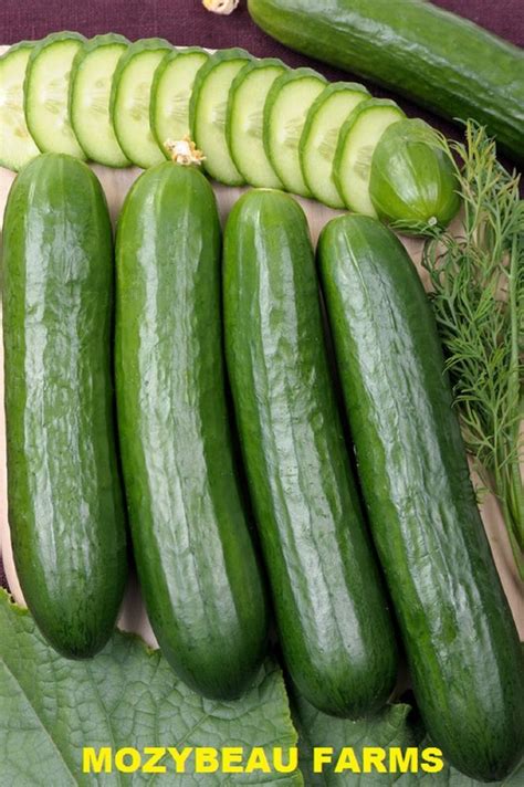 20 25 Long Green Cucumber Seeds Heirloom Premium Usa Seeds Non Gmo