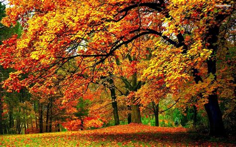 10 Best Early Fall Background Images Complete Background Collection