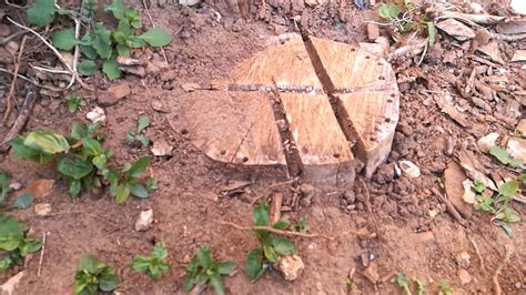 How to kill small tree stumps. How to kill a tree stump - After treatment Update - YouTube