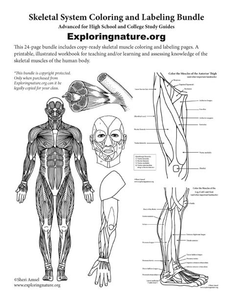 Molly smith dipcnm, mbant • reviewer: Muscular System Coloring and Labeling Bundle ...