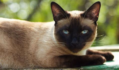 Why is my cat acting strangely? Is he swishing his tail ...