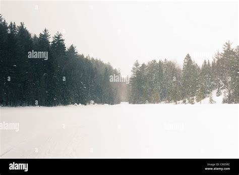 Trees And Meadow In Snowy Landscape Stock Photo Alamy