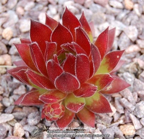 Photo Of The Entire Plant Of Hen And Chicks Sempervivum Andrenor