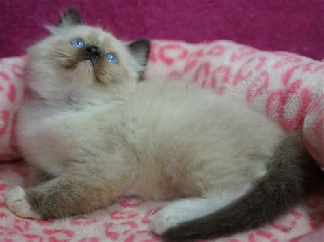 Ragdoll Kitten For Adoption Ragdoll Kittens For Sale