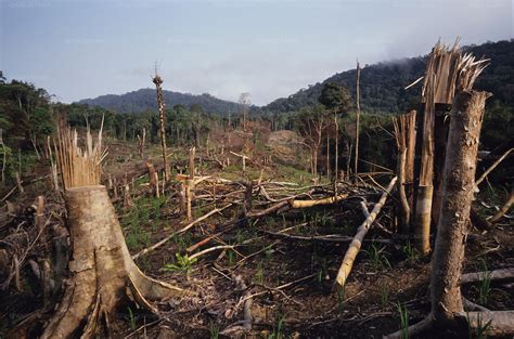 Slash And Burn Farming Destruction Of Habitat Indigenous Dayak