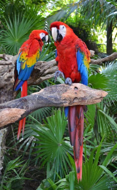 Macaw Parrot Bird Stock Image Image Of Close Tropic 48409921