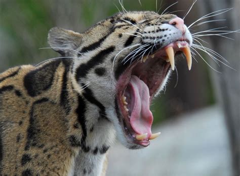 Beautiful Clouded Leopards Yawn Reveals Canines That Among The Big