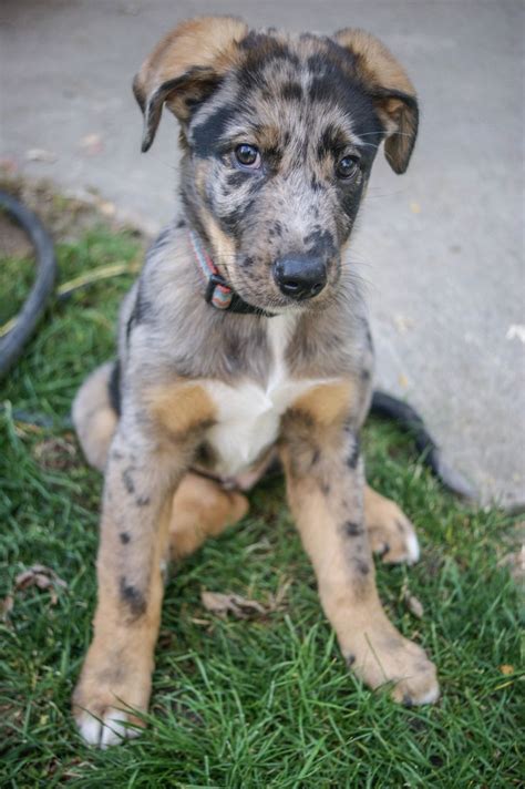 Well you're in luck, because here they come. catahoula leopard dog / blue heeler mix puppy | Zeke ...