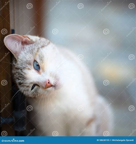 Cat With Turquoise Eyes Stock Image Image Of Small Male 58638155