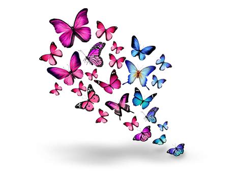 Purple And Blue Butterfly Wallpaper