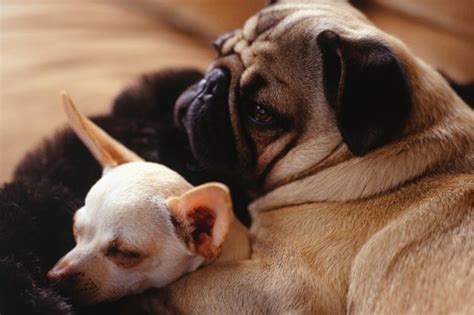 It is very sweet to see. What Are "Bonded Pair" Dogs? | Cuteness