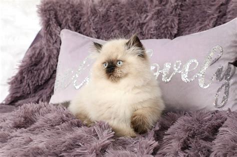 Himalayan Colorpoint Persian Cat Pictures And Information Cat