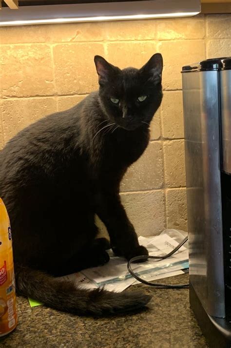 Lost Black Cat Ardmore Pa Patch