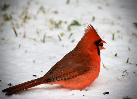 Northern Cardinal In Snow Cardinalis Cardinalis Flickr