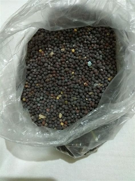 Mustard Seed At Rs 42gram Black Mustard Seeds In Kolkata Id