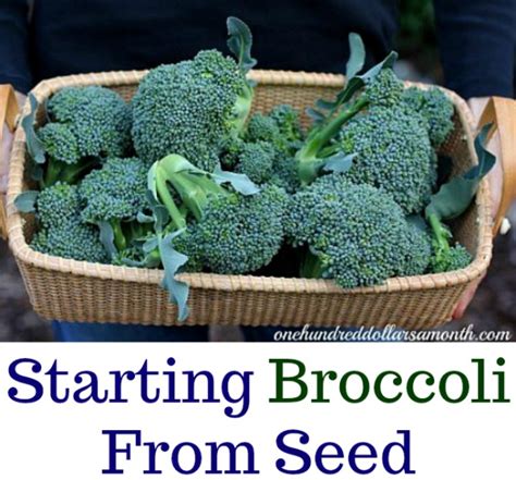 How To Grow Broccoli From Seed One Hundred Dollars A Month